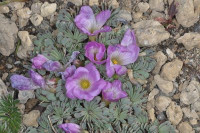Oxalis adenophylla, photographed by aacocucci