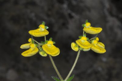 Calceolaria valdiviana, photographed by aacocucci