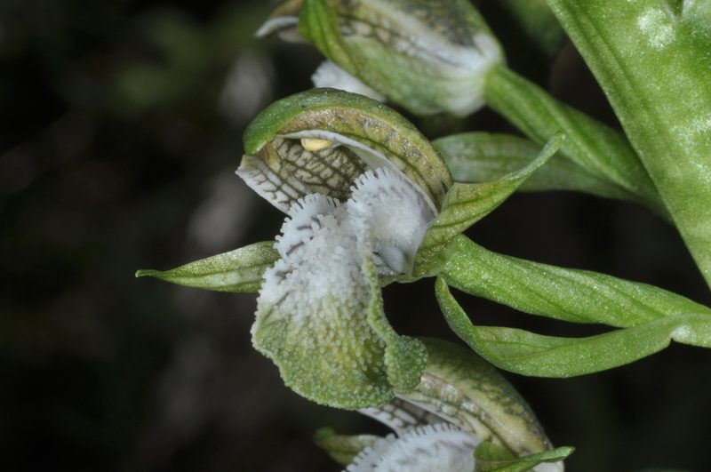 Chloraea cylindrostachya, photographed by aacocucci