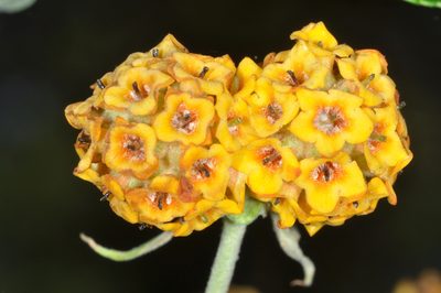 Buddleja globosa, photographed by aacocucci