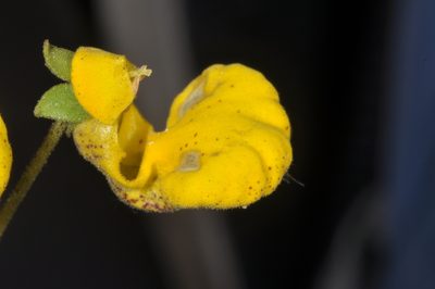 Calceolaria polyrhiza, photographed by aacocucci