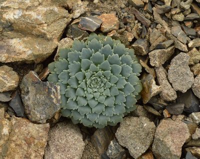 Moschopsis rosulata, photographed by E Santos Ortega