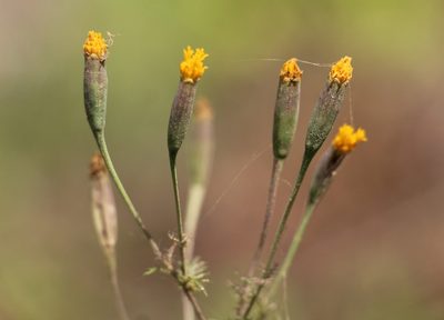 Tagetes verticillata, photographed by Andrés Ramírez-Barrera