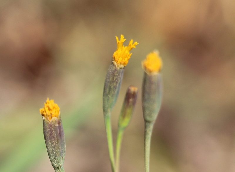Tagetes verticillata, photographed by Andrés Ramírez-Barrera