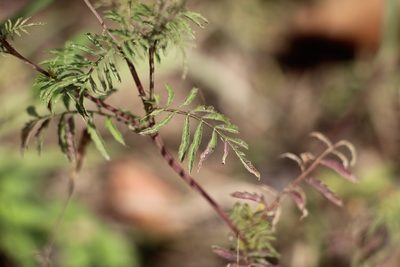 Tagetes verticillata, photographed by Andrés Ramírez-Barrera