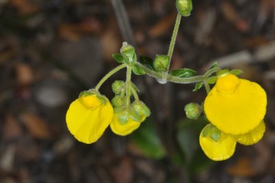 Calceolaria valdiviana, photographed by aacocucci