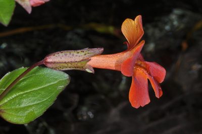 Erythranthe cuprea, photographed by aacocucci