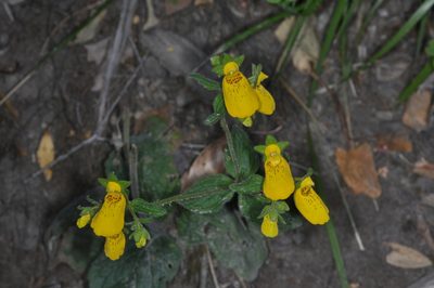 Calceolaria crenatiflora, photographed by aacocucci