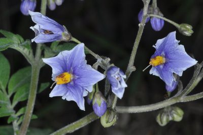Solanum palustre, photographed by aacocucci