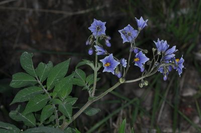 Solanum palustre, photographed by aacocucci
