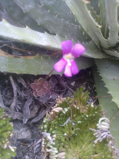Pinguicula debbertiana, photographed by Alejandro Gómez Maya