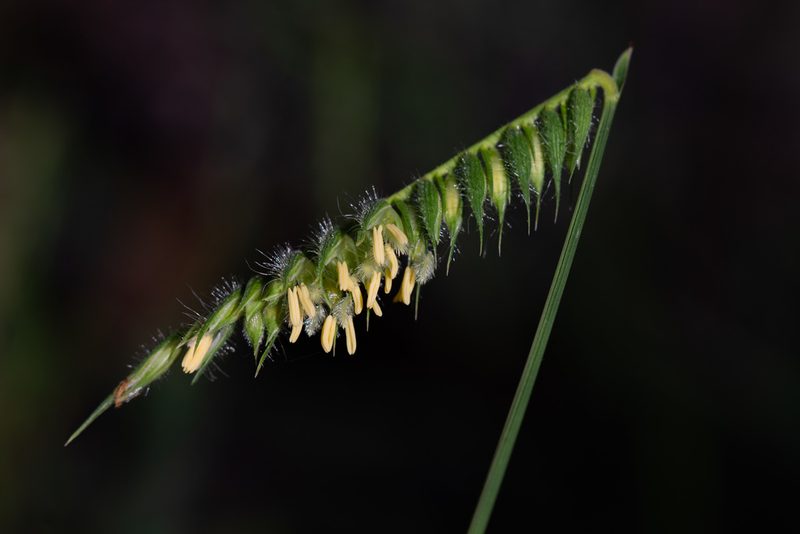 Echinolaena inflexa, photographed by Márcia Martins