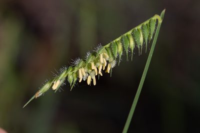 Echinolaena inflexa, photographed by Márcia Martins