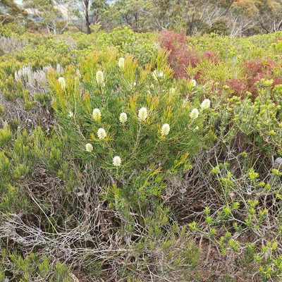 Petrophile pulchella, photographed by ronavery