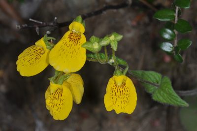 Calceolaria crenatiflora, photographed by aacocucci