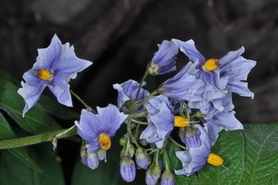 Solanum palustre, photographed by aacocucci
