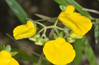 Calceolaria valdiviana, photographed by aacocucci