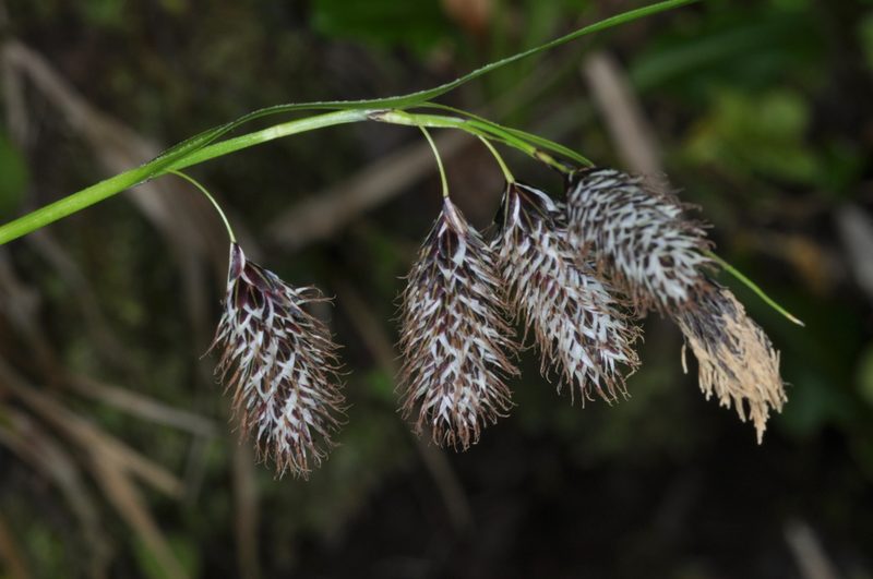 Carex banksii, photographed by aacocucci