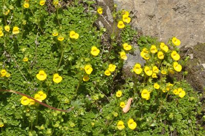 Calceolaria tenella, photographed by aacocucci