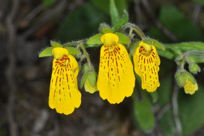 Calceolaria crenatiflora, photographed by aacocucci