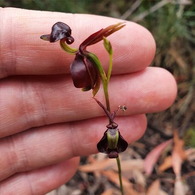 Caleana major, photographed by ronavery