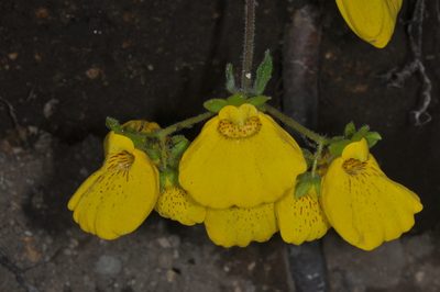 Calceolaria crenatiflora, photographed by aacocucci