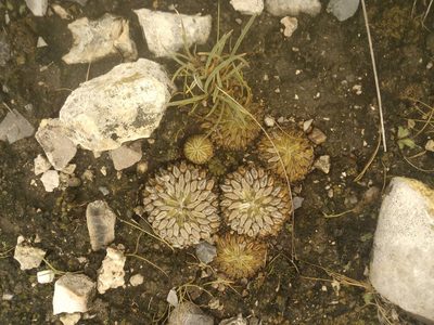 Pelecyphora aselliformis, photographed by Alejandro Gómez Maya