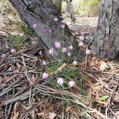 Sowerbaea juncea, photographed by ronavery