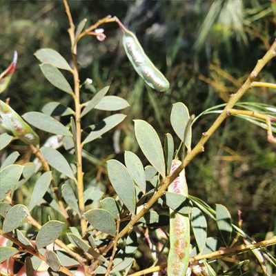 Acacia buxifolia, photographed by ronavery