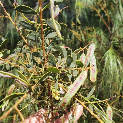 Acacia buxifolia, photographed by ronavery