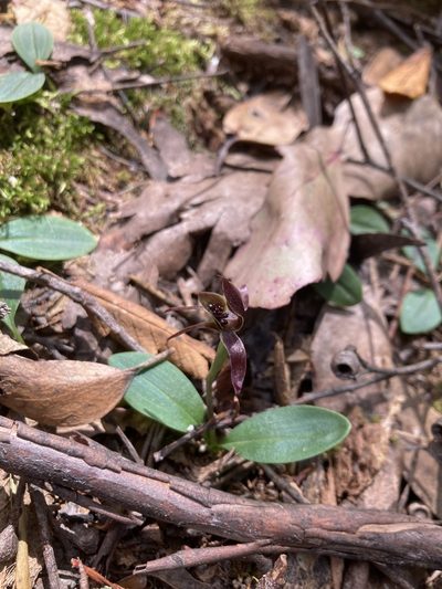 Chiloglottis grammata, photographed by krumpianking