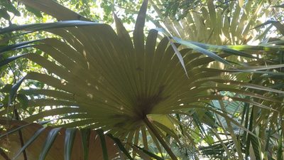 Coccothrinax proctorii, photographed by wverhoeven