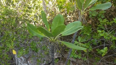 Plumeria obtusa, photographed by wverhoeven