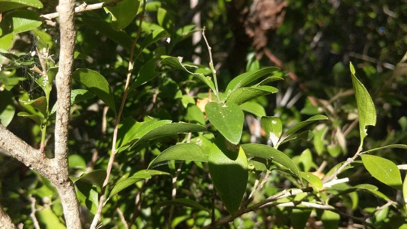 Schaefferia frutescens, photographed by wverhoeven