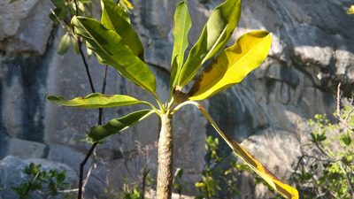 Plumeria obtusa, photographed by wverhoeven