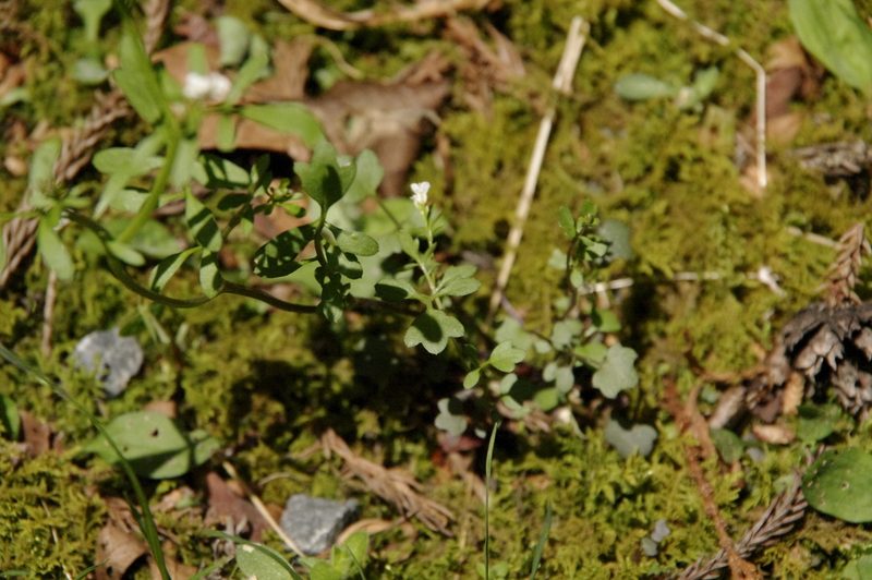 Cardamine scutata, photographed by Eric Knight