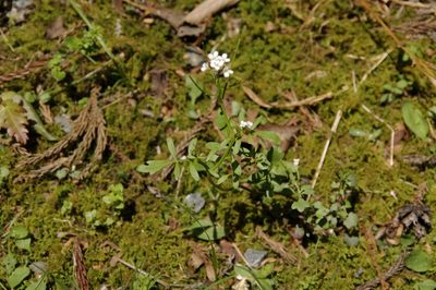 Cardamine scutata, photographed by Eric Knight