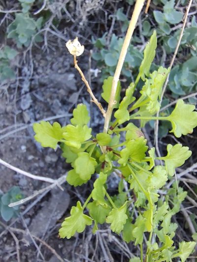 Pleurocoronis laphamioides, photographed by Abraham Sánchez Romero