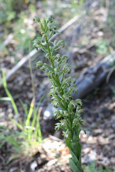 Chloraea cylindrostachya, photographed by Romi Galeota Lencina