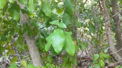 Croton nitens, photographed by wverhoeven