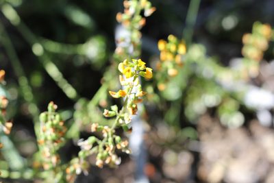Adesmia boronioides, photographed by Romi Galeota Lencina