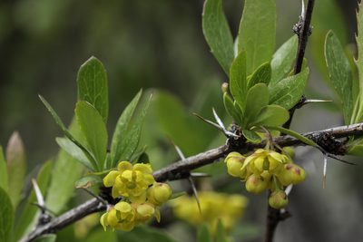 Berberis fendleri, photographed by Craig Martin
