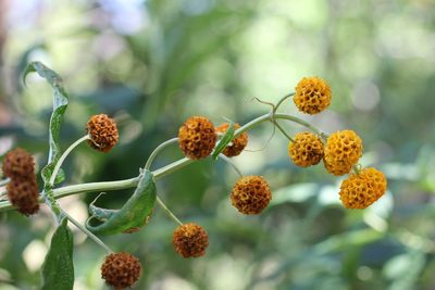 Buddleja globosa, photographed by Romi Galeota Lencina