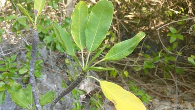 Plumeria obtusa, photographed by wverhoeven