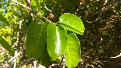 Ficus citrifolia, photographed by wverhoeven