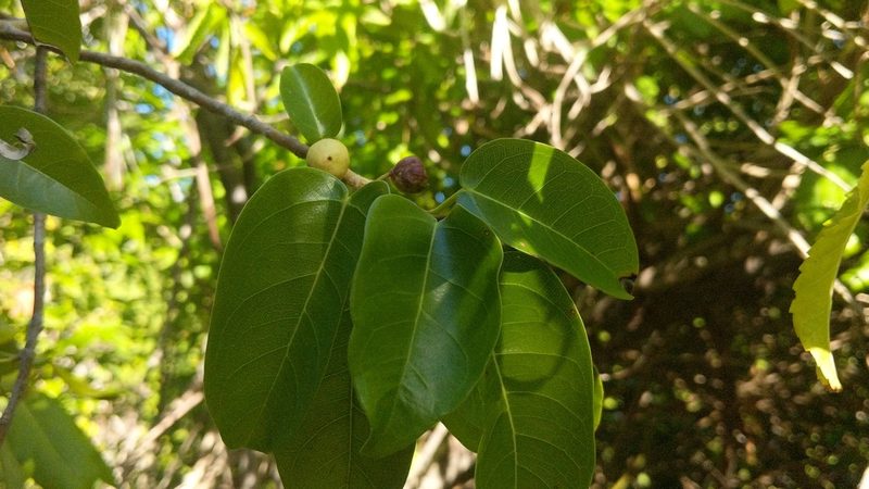 Ficus citrifolia, photographed by wverhoeven