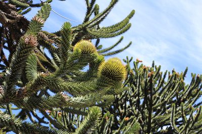 Araucaria araucana, photographed by Romi Galeota Lencina