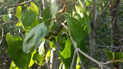 Citharexylum spinosum, photographed by wverhoeven
