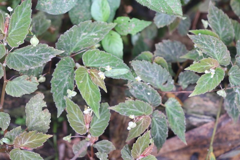 Begonia semiovata, photographed by Line Juul Nielsen
