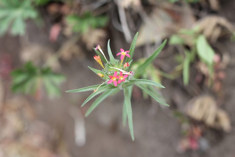 Collomia biflora, photographed by Romi Galeota Lencina